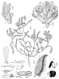Iconografía Astragalus castroviejoi
