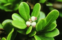 Arctostaphylos uva-ursi subsp. crassifolia