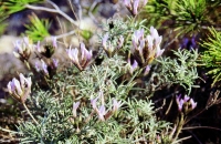 Astragalus hispanicus
