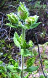 Cistus heterophyllus subsp. carthaginensis