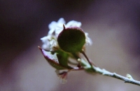 Hormatophylla cadevalliana
