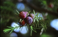 Juniperus oxycedrus subsp. badia