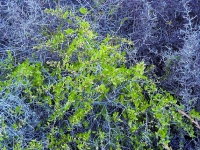 Maytenus senegalensis subsp. europaeus