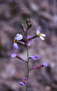 Moricandia moricandioides subsp. pseudofoetida