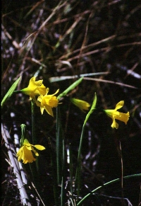 Narcissus nevadensis subsp. enemeritoi