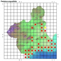 Distribución de Periploca angustifolia en la Región de Murcia