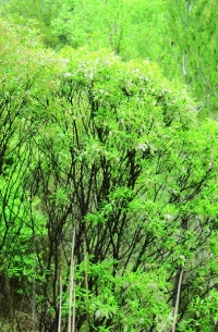 Salix pedicellata