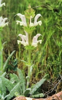 Salvia phlomoides subsp. boissieri