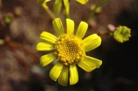 Senecio auricula subsp. auricula