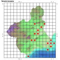 Distribución de Tamarix boveana en la Región de Murcia
