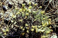 Thymus funkii subsp. sabulicola