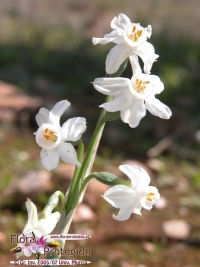Narcissus pachybolbus (N. tortifolius)