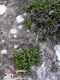 Globularia repens subsp. borjae