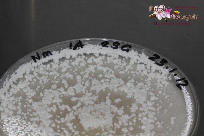 Crecimiento del hongo de Neotinea maculata en placa Petri