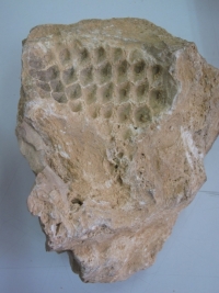 Interesante hallazgo de una piña fosilizada de Pino canario